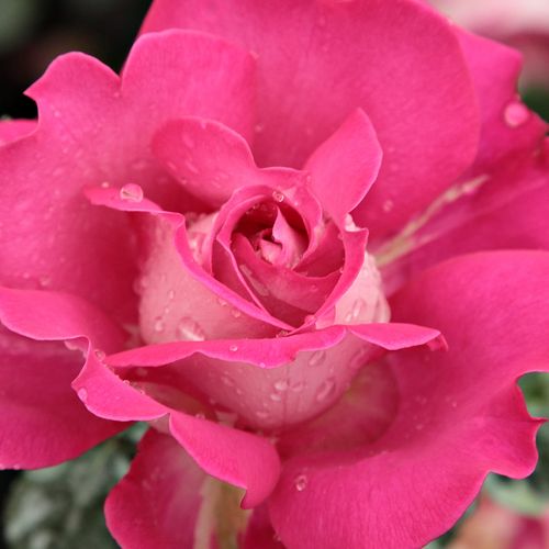 Online rózsa kertészet - teahibrid rózsa - rózsaszín - Rosa Baronne E. de Rothschild - nem illatos rózsa - Meilland International - Kertjeink hálás vágott virága.